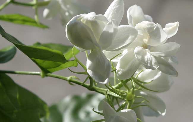 茉莉花种植技术