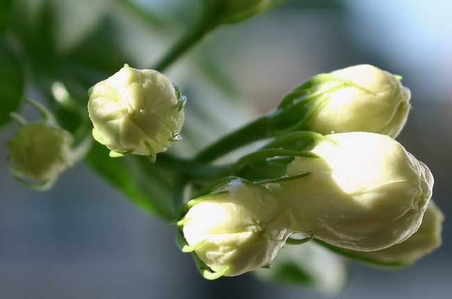 茉莉花种植技术