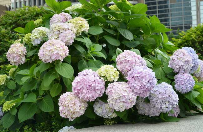 八仙花种植管理技术