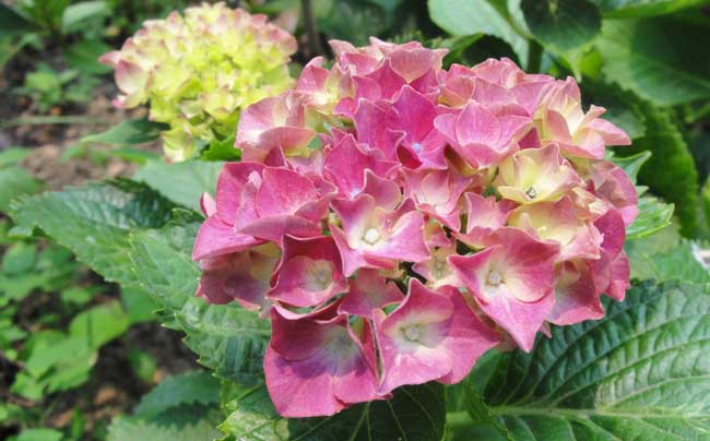 八仙花种植管理技术