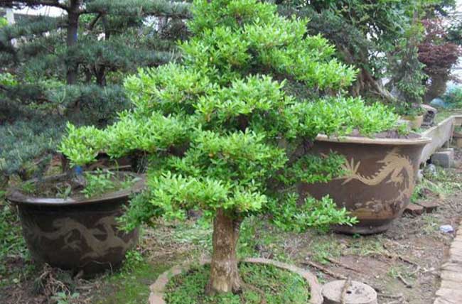 小叶黄杨盆景的制作与养护方法