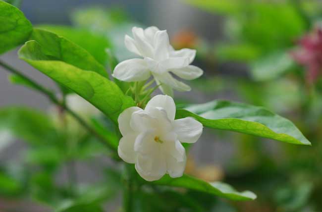 茉莉花怎么养
