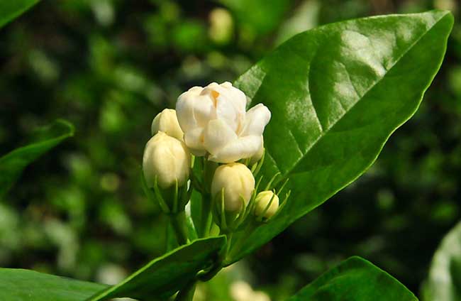 茉莉花怎么养