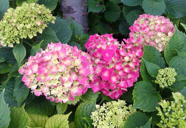 绣球花的养殖方法