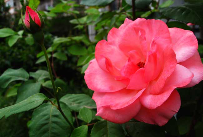 月季花的养殖方法