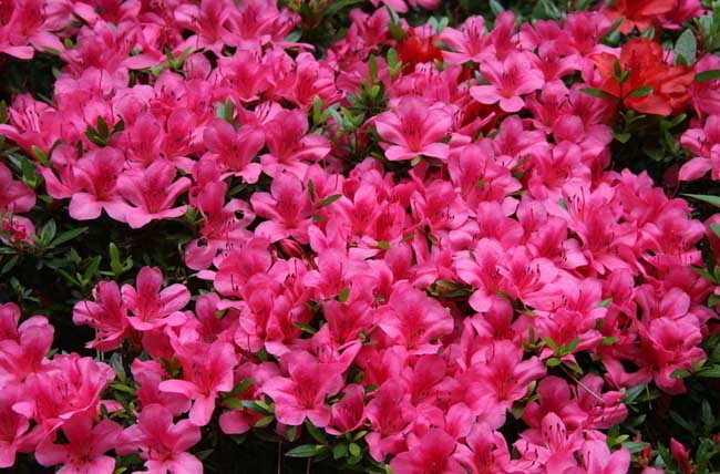 杜鹃花的养殖方法