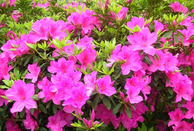 杜鹃花的养殖方法