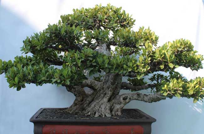 盆景榕树怎么养