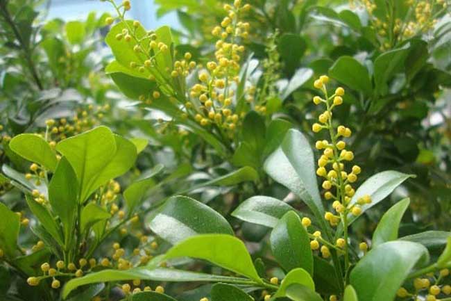 种植米兰花应注意什么