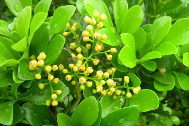种植米兰花应注意什么