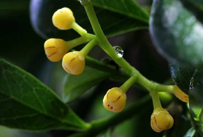 种植米兰花应注意什么