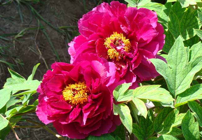 牡丹花的特点