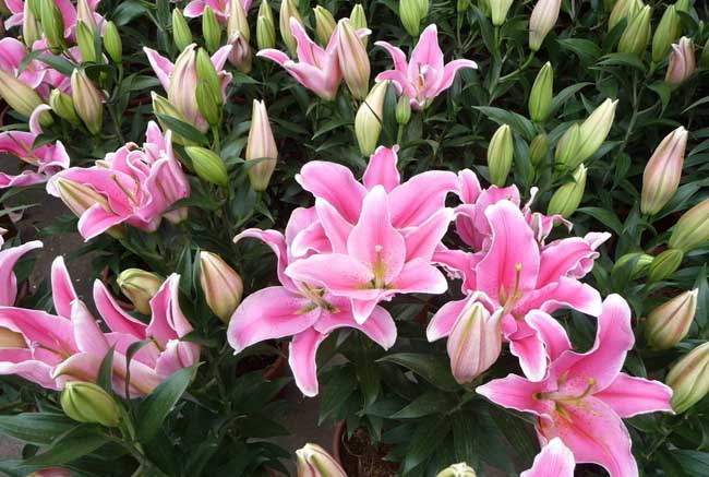 香水百合花语