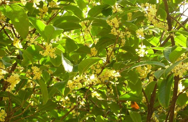 流苏树嫁接桂花