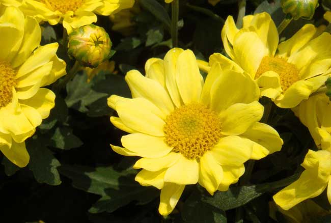 菊花