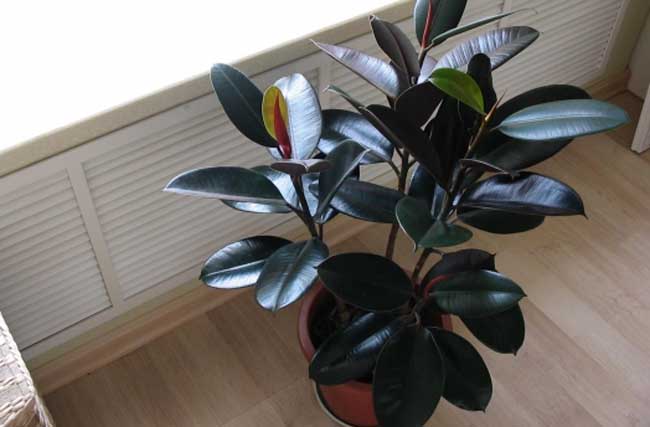 橡皮树