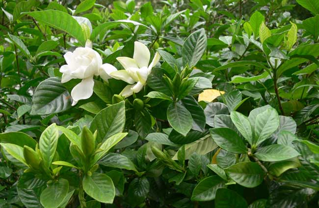 栀子花怎么养
