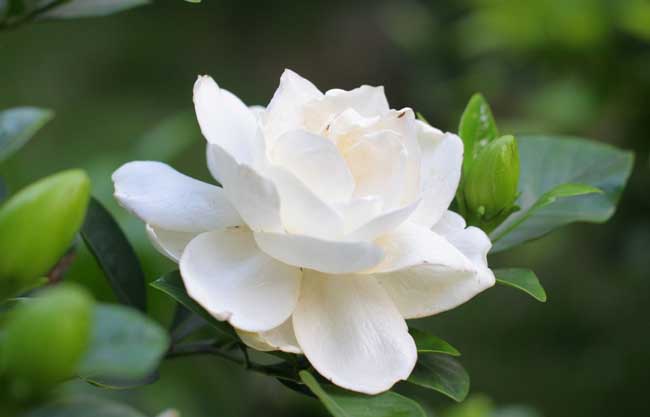 栀子花怎么养