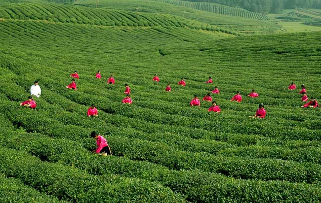 茶叶的采摘技术