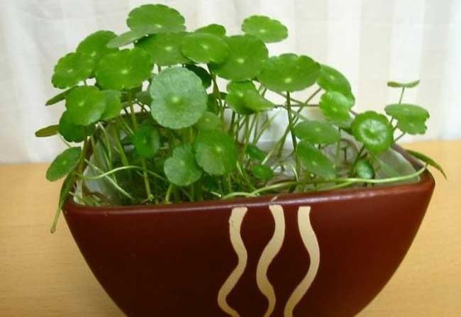 盆栽水生植物