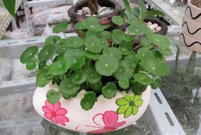 盆栽水生植物