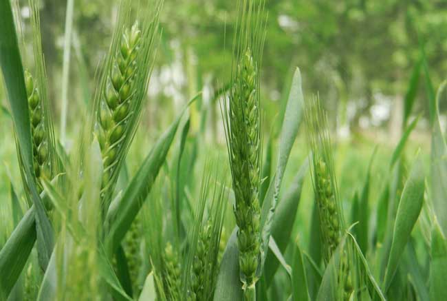 小麦除草剂