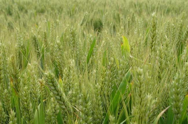 小麦除草剂