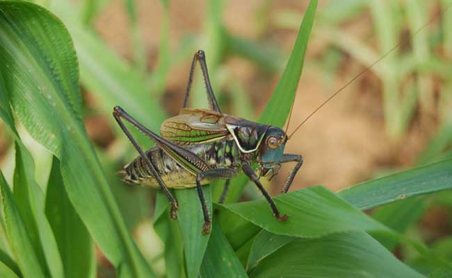 蝈蝈养殖