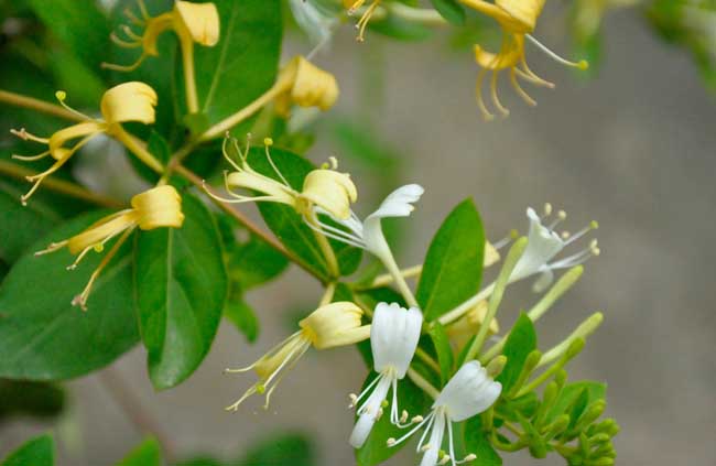 金银花种植
