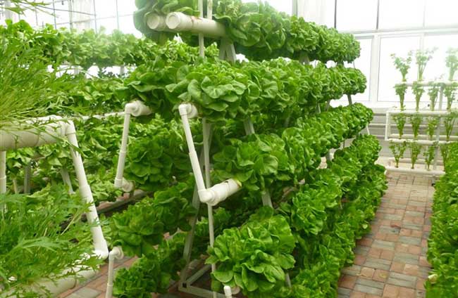 无土栽培的植物有哪些