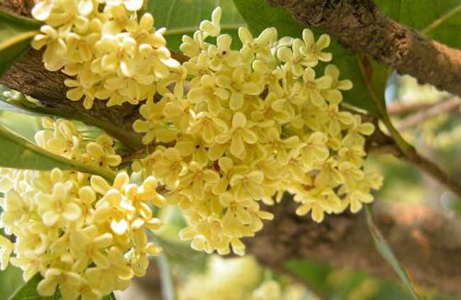 桂花树价格