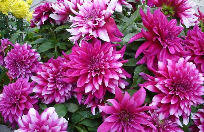 花卉肥料