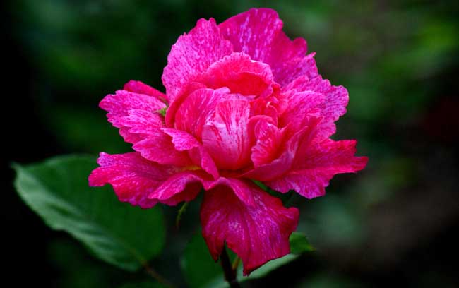 花卉肥料