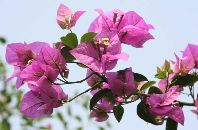 花卉肥料