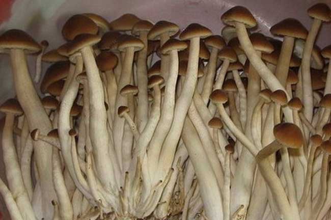 茶树菇的营养价值