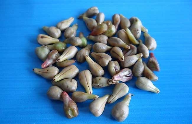 葡萄籽的作用与功效
