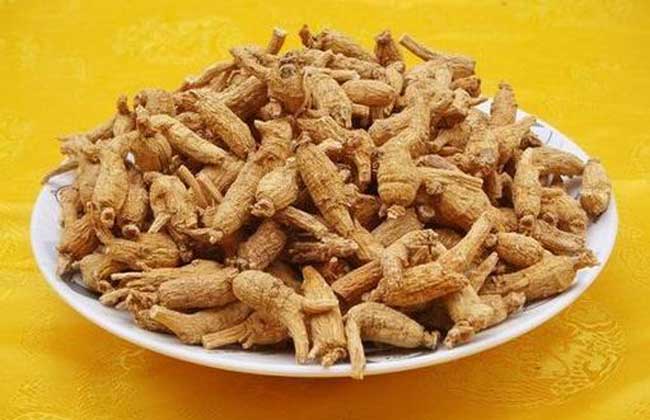 西洋参的功效与作用及食用方法