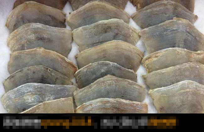 穿山甲鳞片的功效及作用