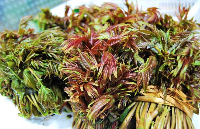 孕妇能吃香椿吗？