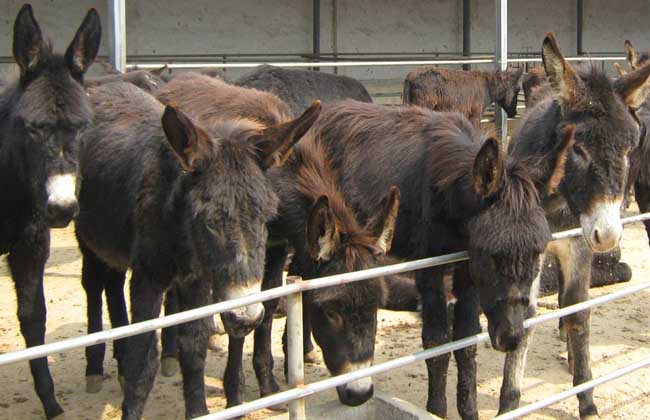 肉驴养殖技术