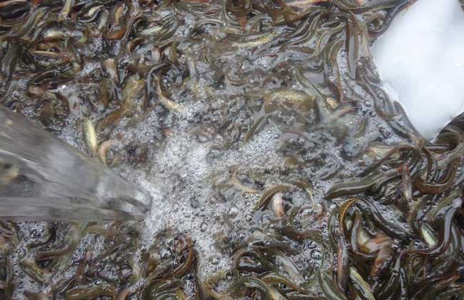 泥鳅疾病防治技术