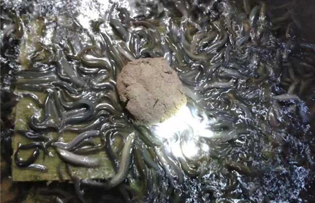如何鉴定泥鳅苗质量的好坏