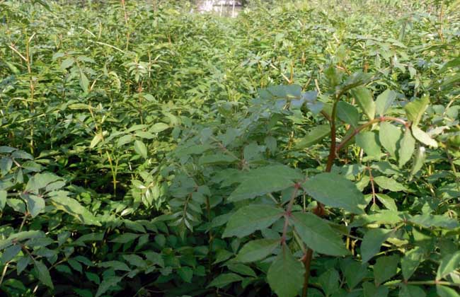 花椒树苗的价格和种类及其种植技术