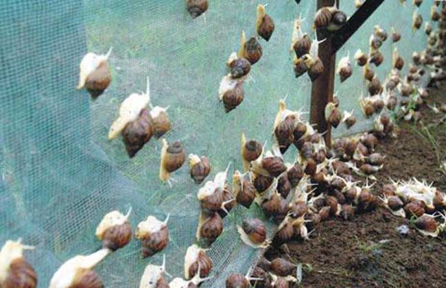 蜗牛养殖的病虫害防治