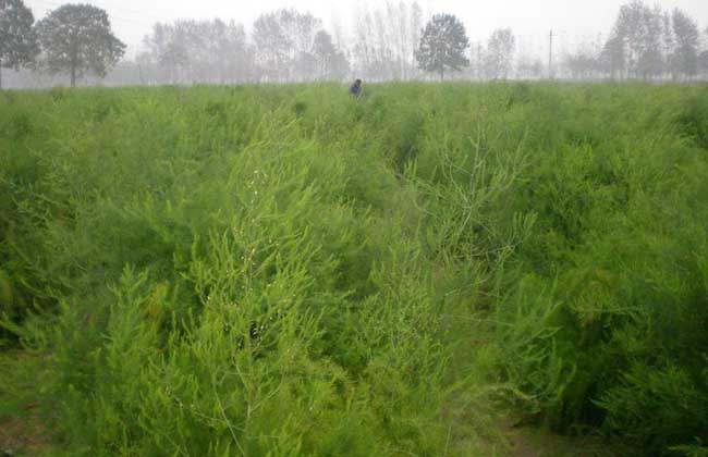 芦笋的种植时间及种植常见问题