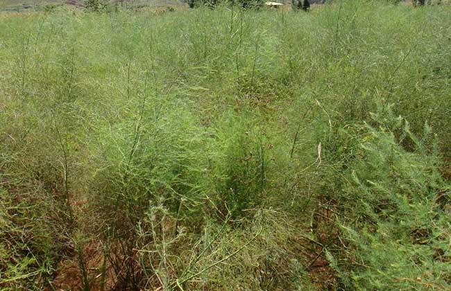 芦笋种植技术