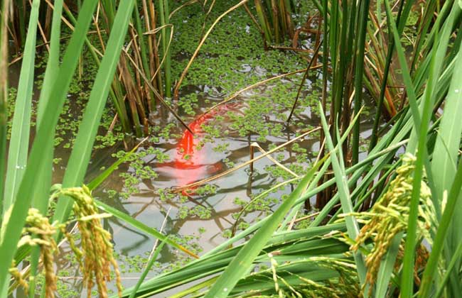 淡水养鱼知识