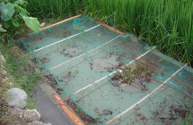 淡水养鱼知识