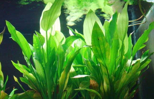 水草养殖技术