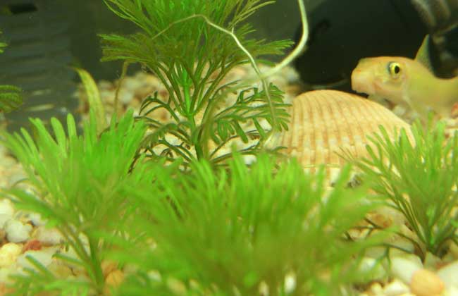 水草养殖技术